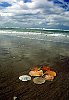 Scallop shells - Papamoa Beach, Bay of Plenty, New Zealand