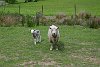 Ewe & lamb keep a wary eye on the visitors.