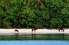 The Kingdom Of Tonga in the South Pacfic <br>Vava'u : A family of horses come down to the water at dusk