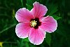 The Kingdom Of Tonga in the South Pacfic <br>A beautiful hibiscus flower