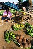 The Kingdom Of Tonga in the South Pacfic <br>Selling produce at the local market in Neiafu/Vava'u
