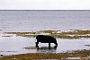 The Kingdom Of Tonga in the South Pacfic <br>Atata Island : One of the salt water fishing pigs forages for a snack at low tide.