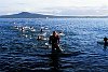 Coming out of the water at dawn, swimming section of a triathlon