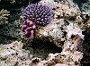 The Kingdom Of Tonga in the South Pacfic <br>Vava'u : A coral garden to explore