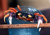 Costa Rica : sand crab
